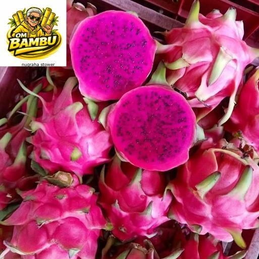 bibit buah naga kuning - Tanaman buah naga merah super - Pohon buah naga putih asli - Merah