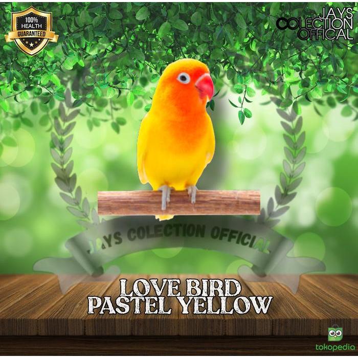 Burung Lovebird Pastel Kuning