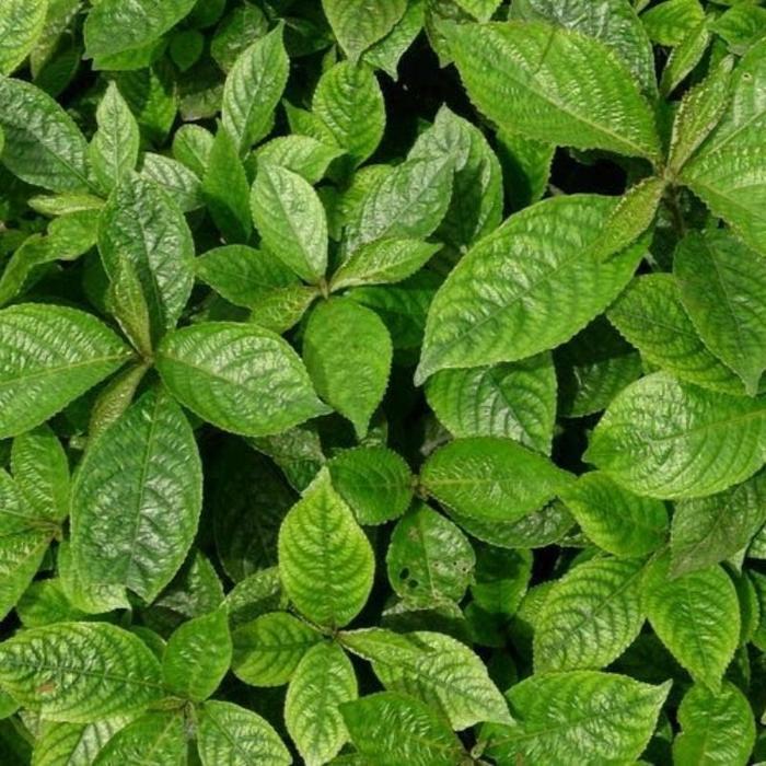 Daun keji beling segar 200 gram daun keji beling herbal