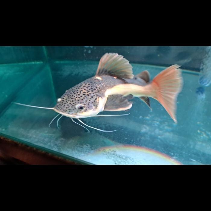 ikan rtc catfish ukuran 7-10 cm redtail