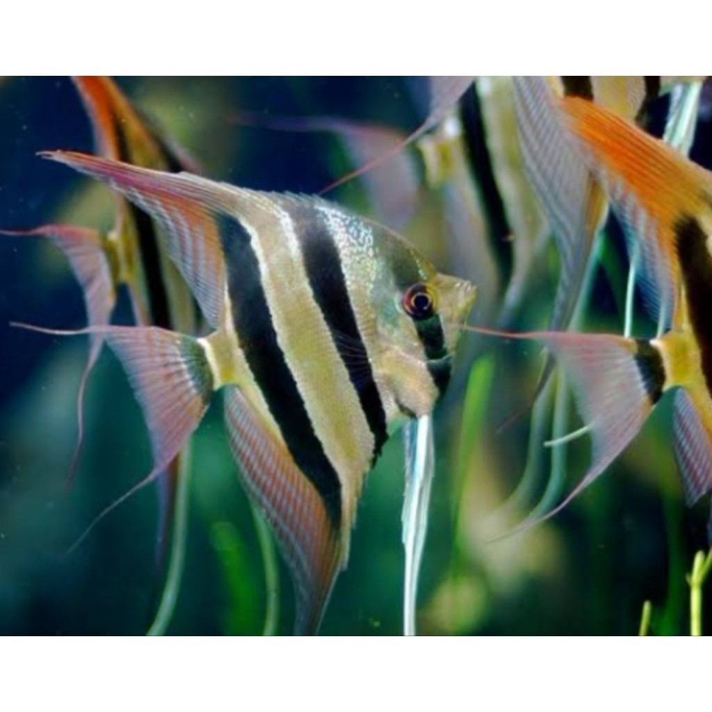 Hiasan Aquarium Manfish  manfish ukuran remaja Altum prekor lucu
