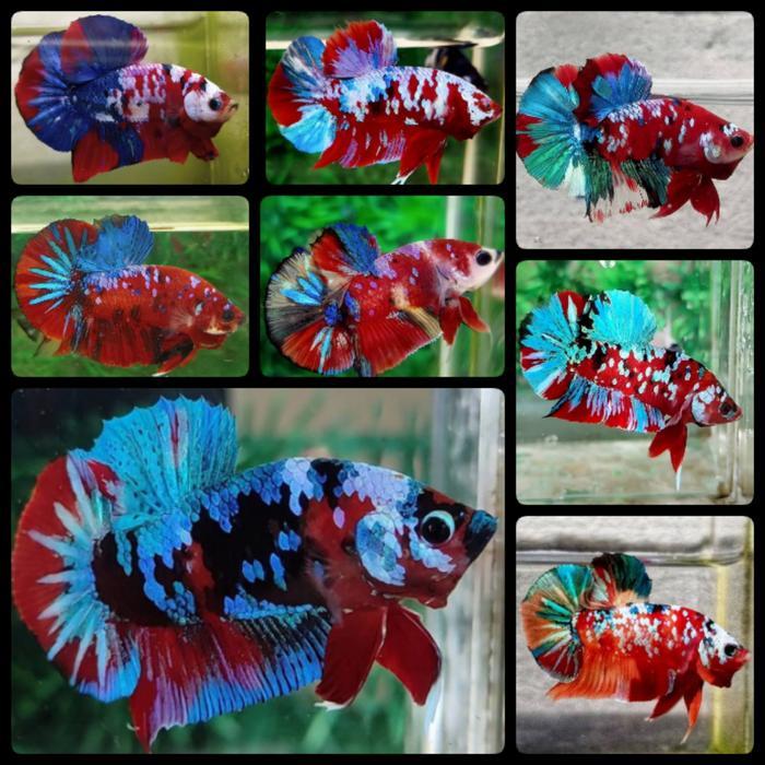 Ikan Cupang Giant Galaxi Candy Multicolor BO 4 Sampai 5 CM Full Block Top Grade pilihan