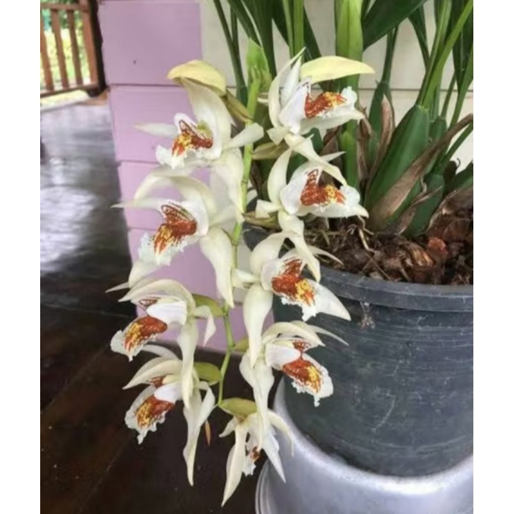 coelogyne asperata siap berbunga
