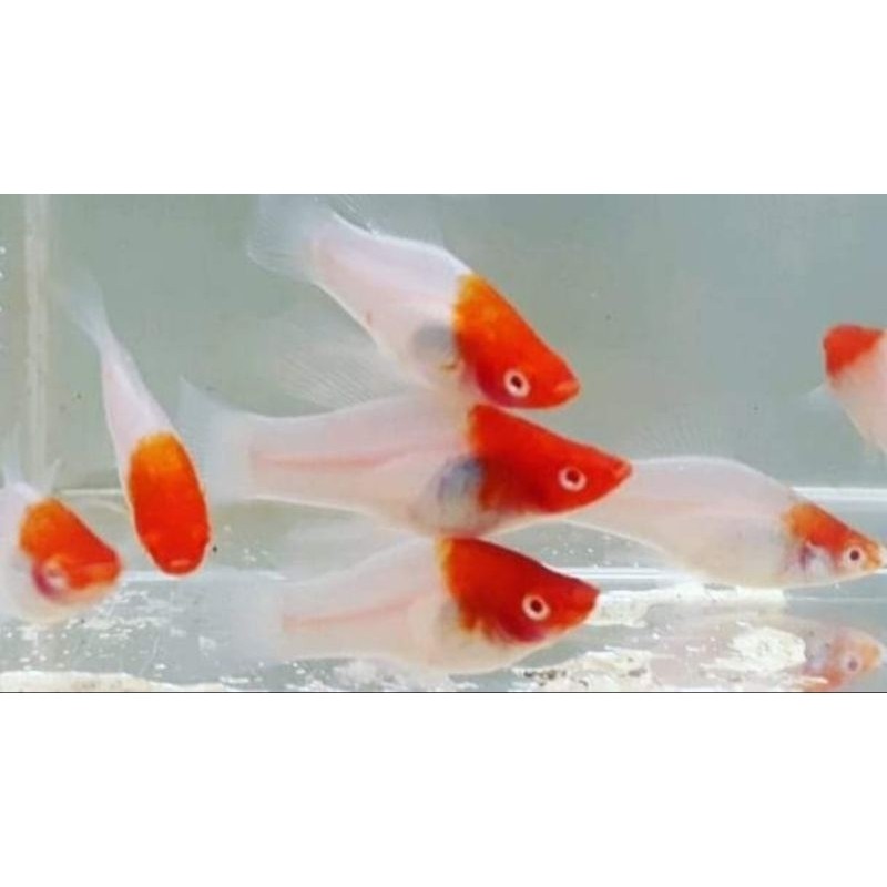 hiasan aquarium  kohaku platy 20 ekor Swordtail Ikan Hias Spesial Edition