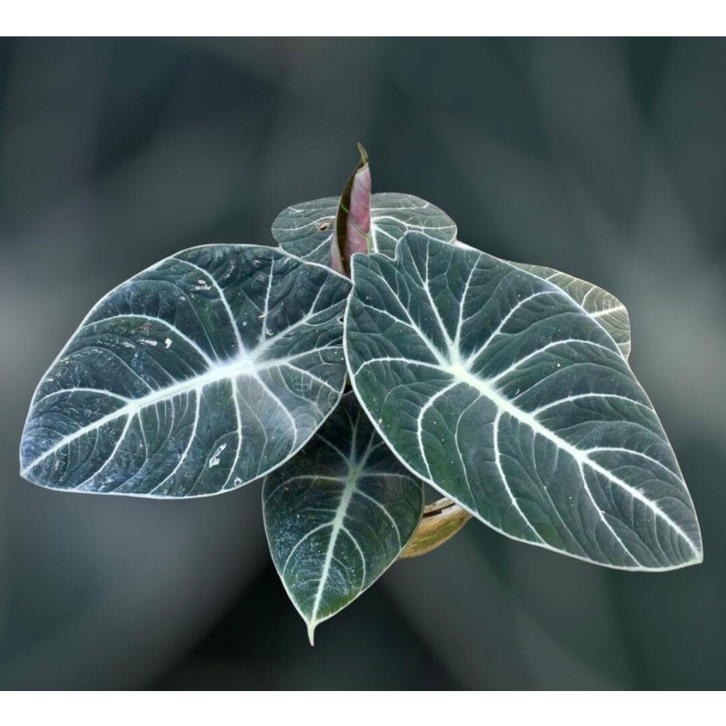 COD  ALOCASIA BLACK VELVET / Tanaman hias alocasia black velvet