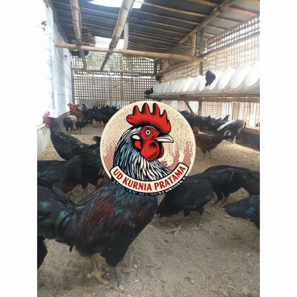 Telur ayam KUB petelur handal siap ditetaskan - telur ayam kub UD KURNIA PRATAMA
