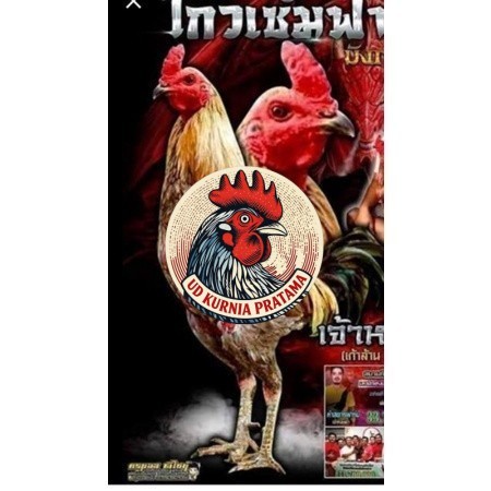 Telur fertil ayam aduan yokeree x ninja kualitas super / mangon iq /pama iq / mangon vip / pama vip 