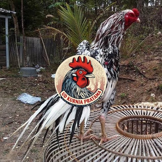 Telur ayam bangkok ekor lidi / telur ayam hias fertil siap cod UD KURNIA PRATAMA