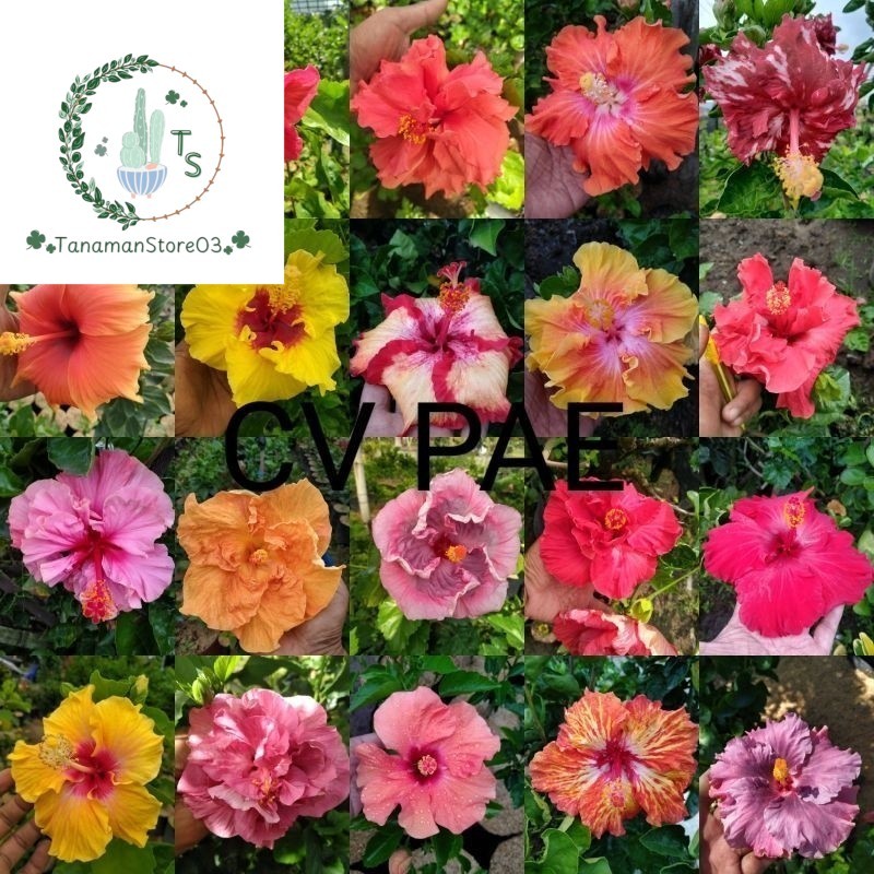 Tanaman Hias Bunga Sepatu Import Hibiscus