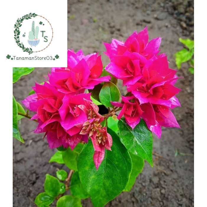 Tanaman Hias Bougenville Bunga Tumpuk Merah Fanta / Bougenville Hawai Merah Fanta