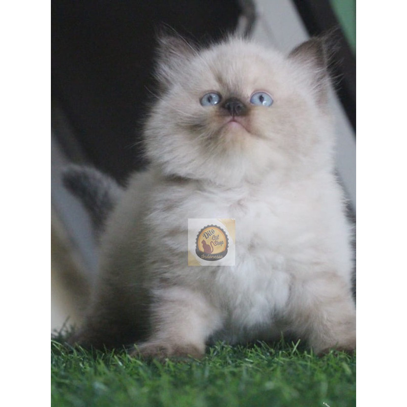 Kucing Ragdol Himalaya Persia Kitten