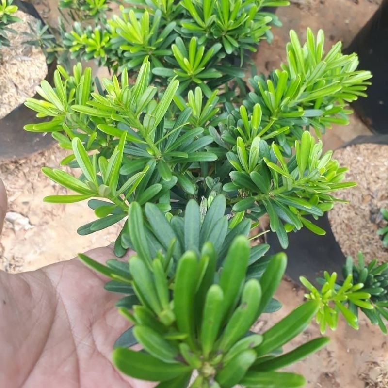 (BISA COD) Tanaman Lohansung Cincuan / Bahan Bonsai Lohansung Taiwan