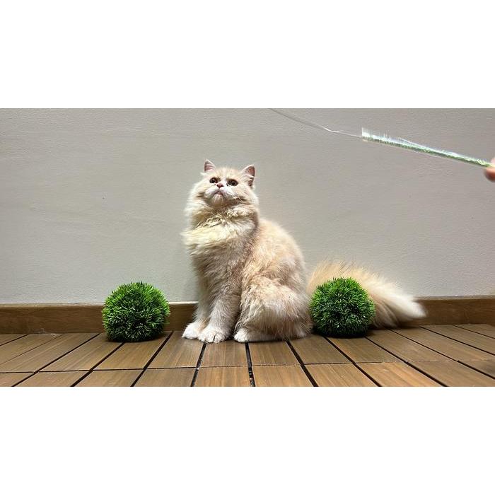 Kucing persia peaknose platnose munckhin mainchoon bsh scootis fold