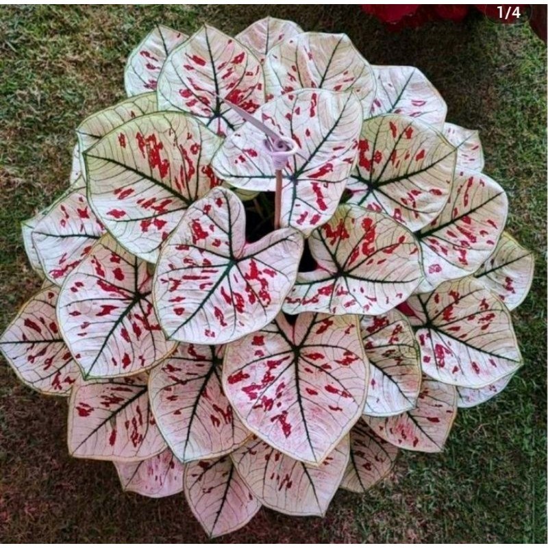 Tanaman Hias Keladi Rassberymooon Bunga Hias Keladi Caladium Anakan Murah BUKAN BONGGOL Tanaman Hidu