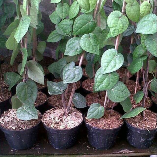 Bibit Sirih Hitam Wulung grosir bibit okulasi