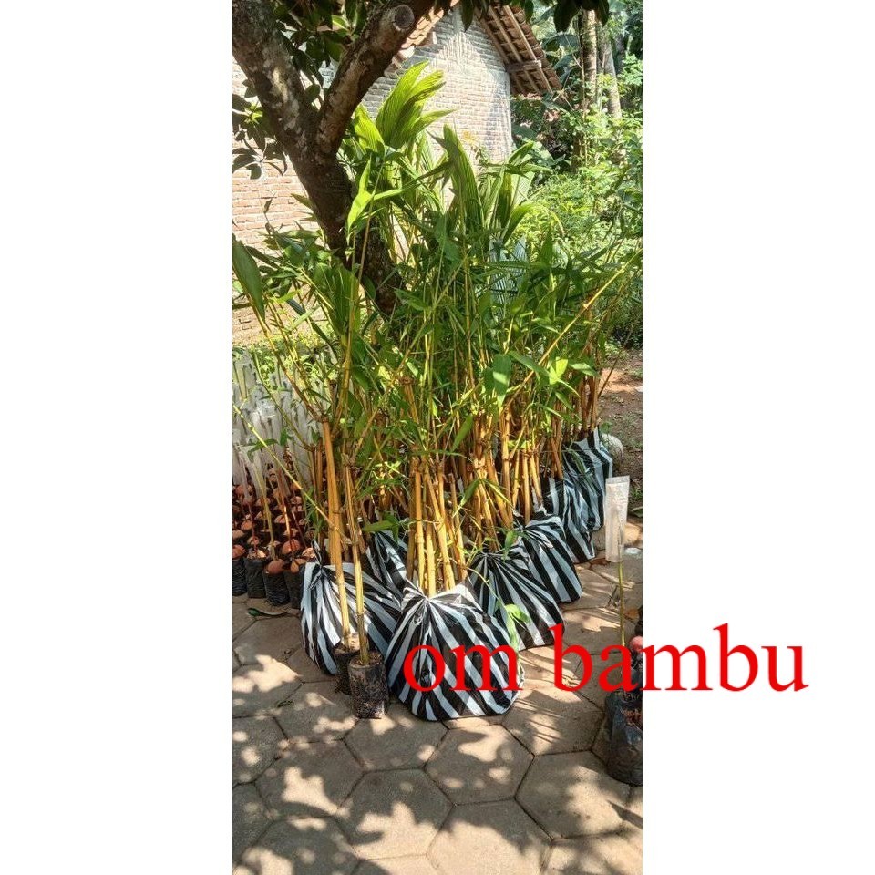 Bibit Bambu Kuning / Ampel Kuning Siap Tanam / Tanaman Hias Bambu Kuning