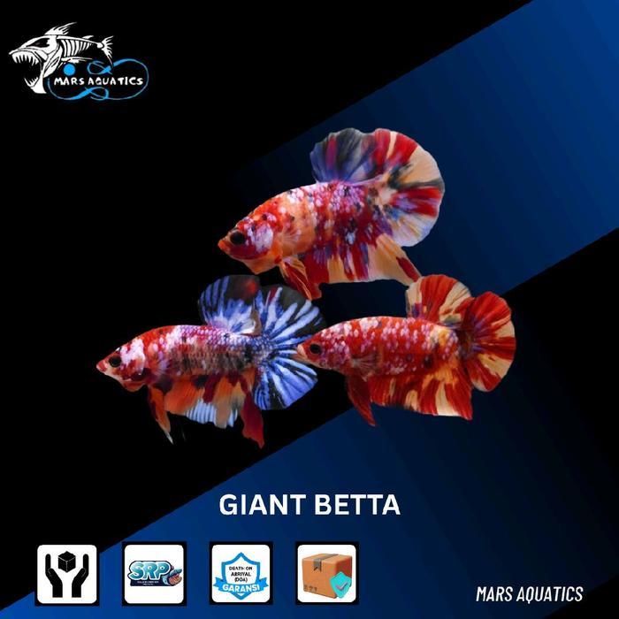 CUPANG GIANT IKAN HIAS IKAN CUPANG GIANT BETTA FISH