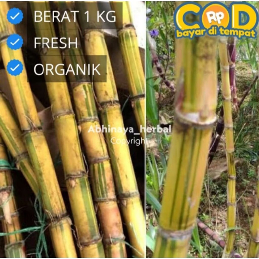 batang tebu kuning manis dan segar 1kg