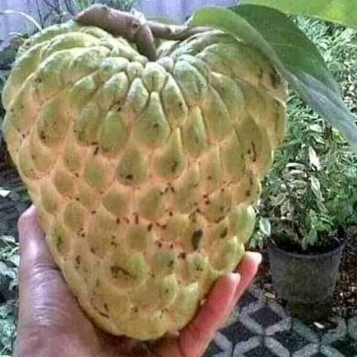 Bibit Pohon New Srikaya Jumbo Thailand Non Biji