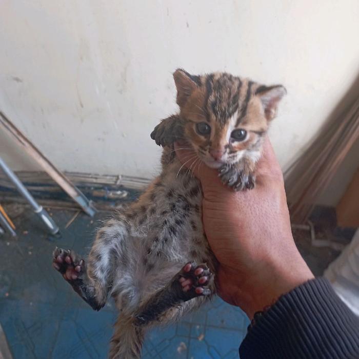 kucing anggora belang betina gemoy