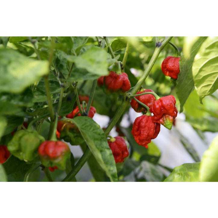COD AJA - Bibit Carolina Reaper