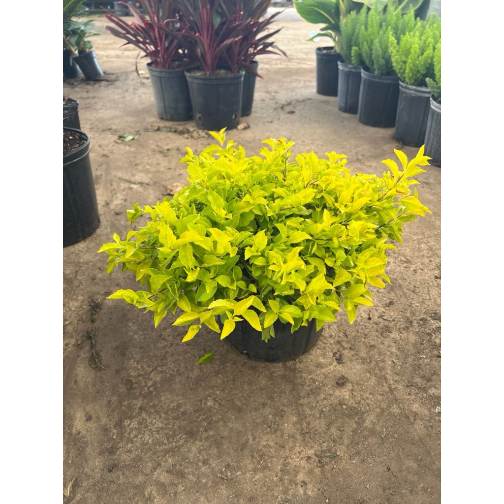 tanaman hias pangkas kuning - pohon pangkas kuning - pangkas kuning rimbun