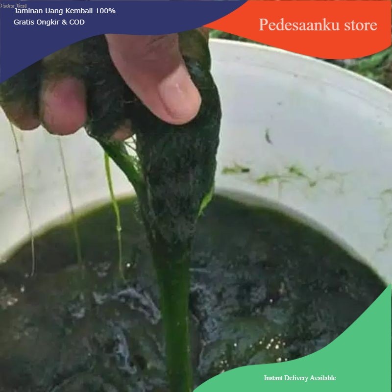 Lumut pancing lumut alge²hidup telaga air danow tawar 300 gram