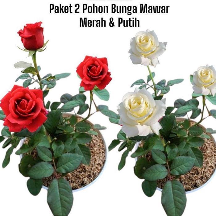 Paket 2 Pohon Mawar Merah & Putih - Bunga Mawar merah - Tanaman Hias Bunga Mawar putih - Mawar Impor