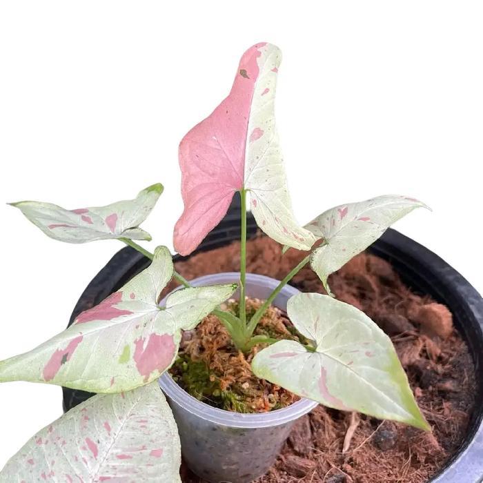 tanaman hias syngonium pink salmon - syngonium pink salmon - tanaman pot - tanaman hidup - tanaman h