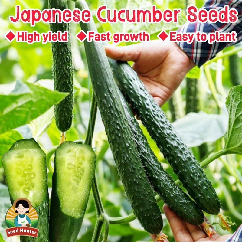 High Yield Fresh Japanese Cucumber benih sayuran unggul (30 Seed) Organic Long Cucumber Seeds Poinse