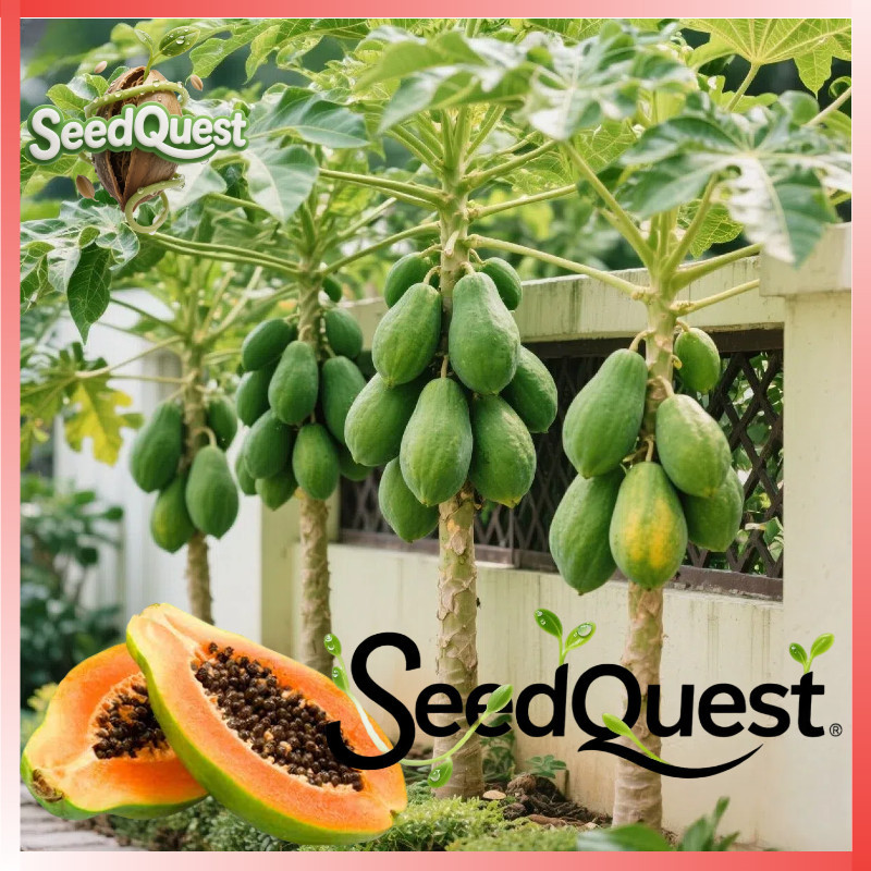 30pcs/pack Bonsai Pepaya Seeds for Planting Fruits - Fresh Papaya Fruit Seeds Red Lady Dwarf Sweet P