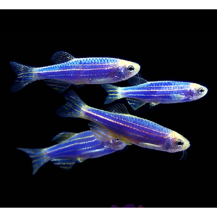 Blue Danio Tetra Zebra / Ikan Hias Aquascape