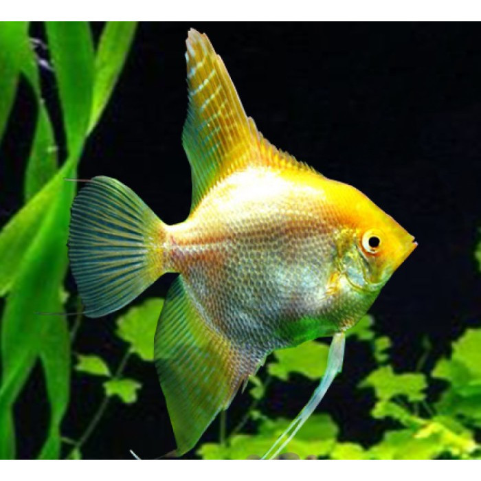Manfish Golden / Gold / Angel FIsh / Ikan Hias Aquascape / Air Tawar