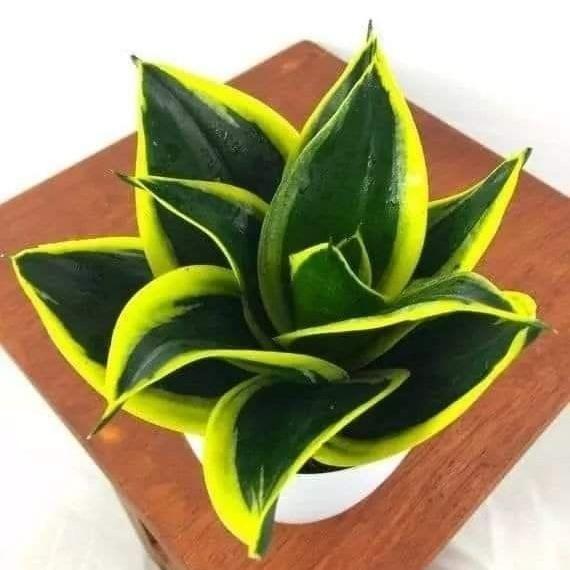 TANAMAN HIAS SANSIVERA MINI PAGODA - TANAMAN HIAS INDOOR