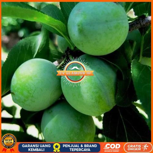 bibit tanaman buah plum hijau CV GLAMOUR ID
