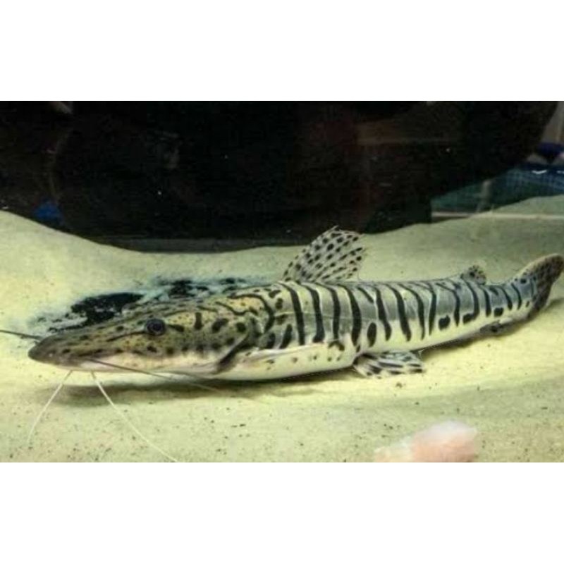 Hiasan aquarium Bergaransi TSN Ikan Catfish Size 11-13cm Berkualitas