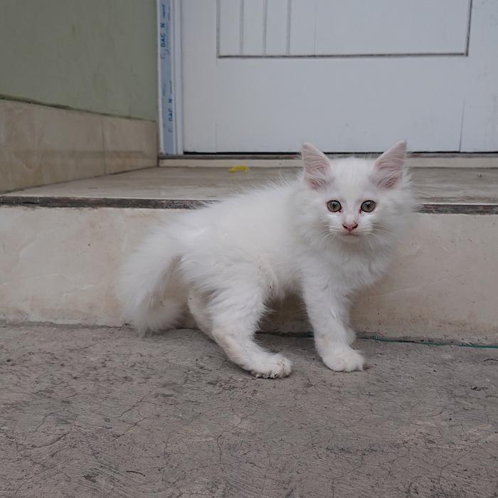 kucing kitten persia mix mainecoon