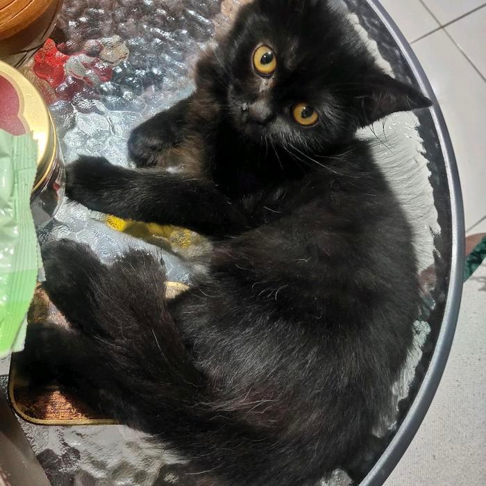 Lepas Adopsi Kucing Persia warna hitam solid, cakep, lucu, murah