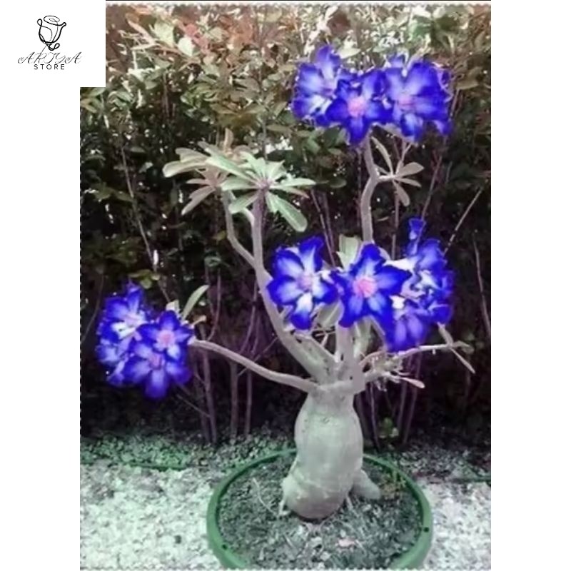 Bibit bunga Kamboja Jepang/Adenium 1000/Bonsai Bluewhite - Tanaman Hias Hidup-Bunga Hidup-Bunga Hias