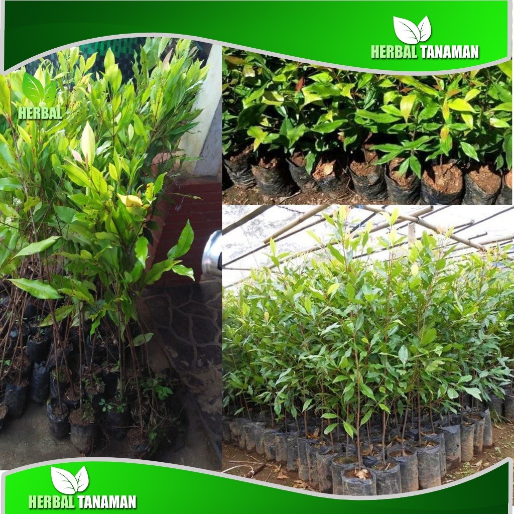 Bibit cengkeh unggul Zanzibar/Putih/Merah pilihan