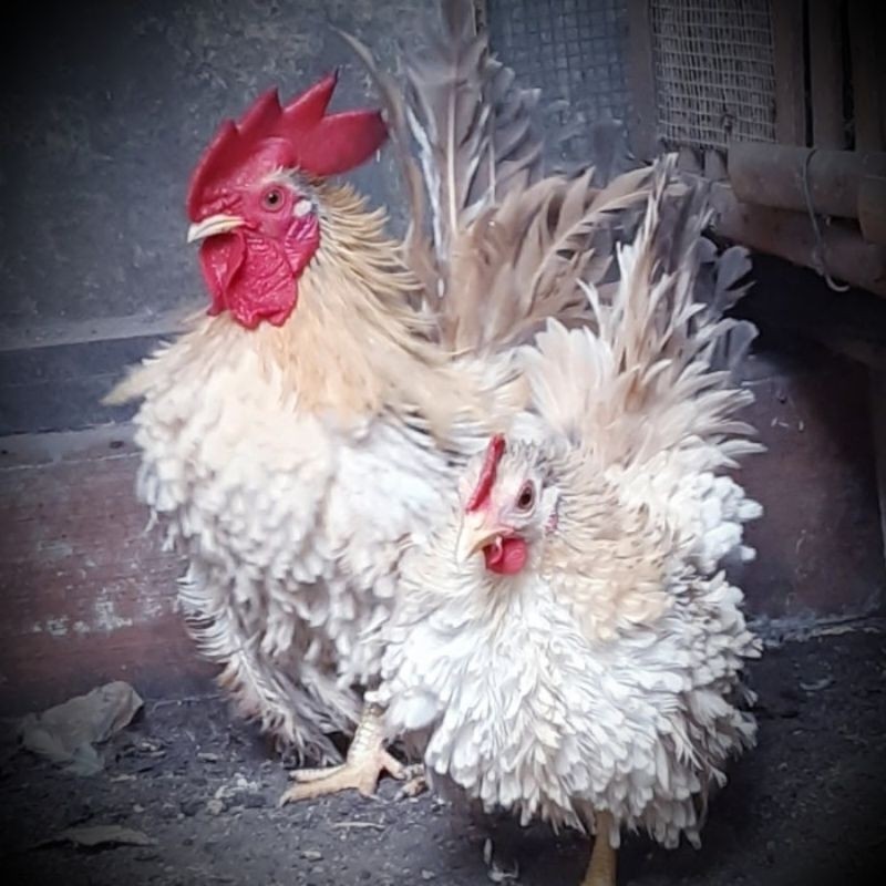 Telur Tetas Ayam Kate Walik ayam Hias telur siap untuk ditetaskan