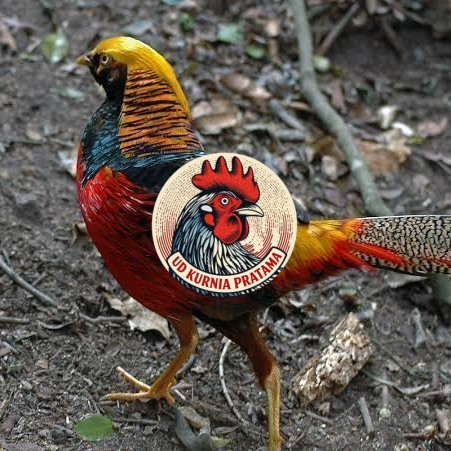 Telur ayam ringneck golden pheasant telur ayam hias fertil siap cod UD KURNIA PRATAMA