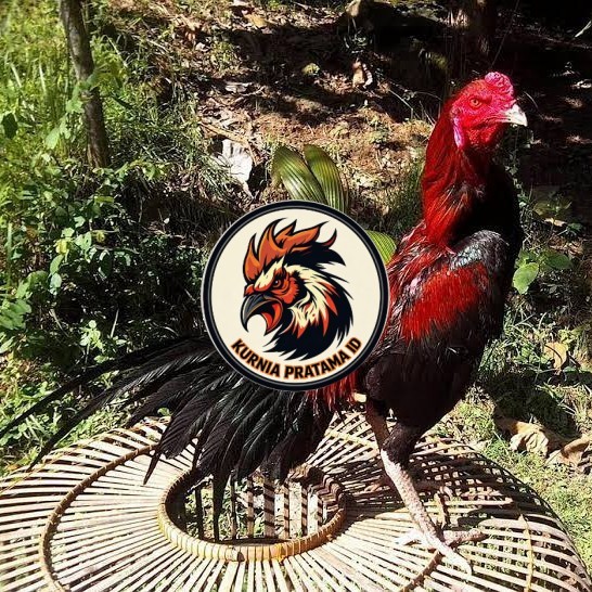 Telur ayam bangkok ekor lidi / telur ayam hias fertil siap kirim KURNIA PRATAMA ID