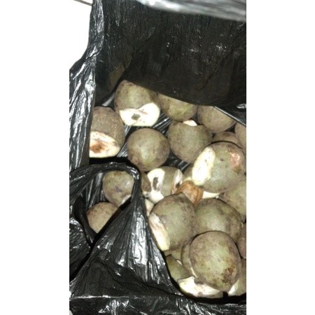 News Arrival Muncang Adu Jj Jayanti Jawa Batok Tebal