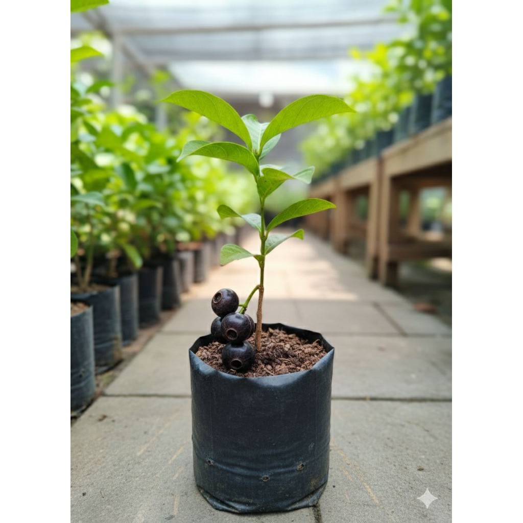 Bibit Buah Kupa (Gowok) – Bibit Langka, Cepat Berbuah