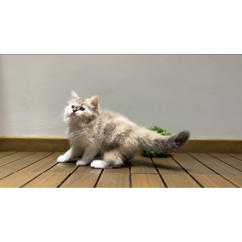 kucing himalaya ragdoll
