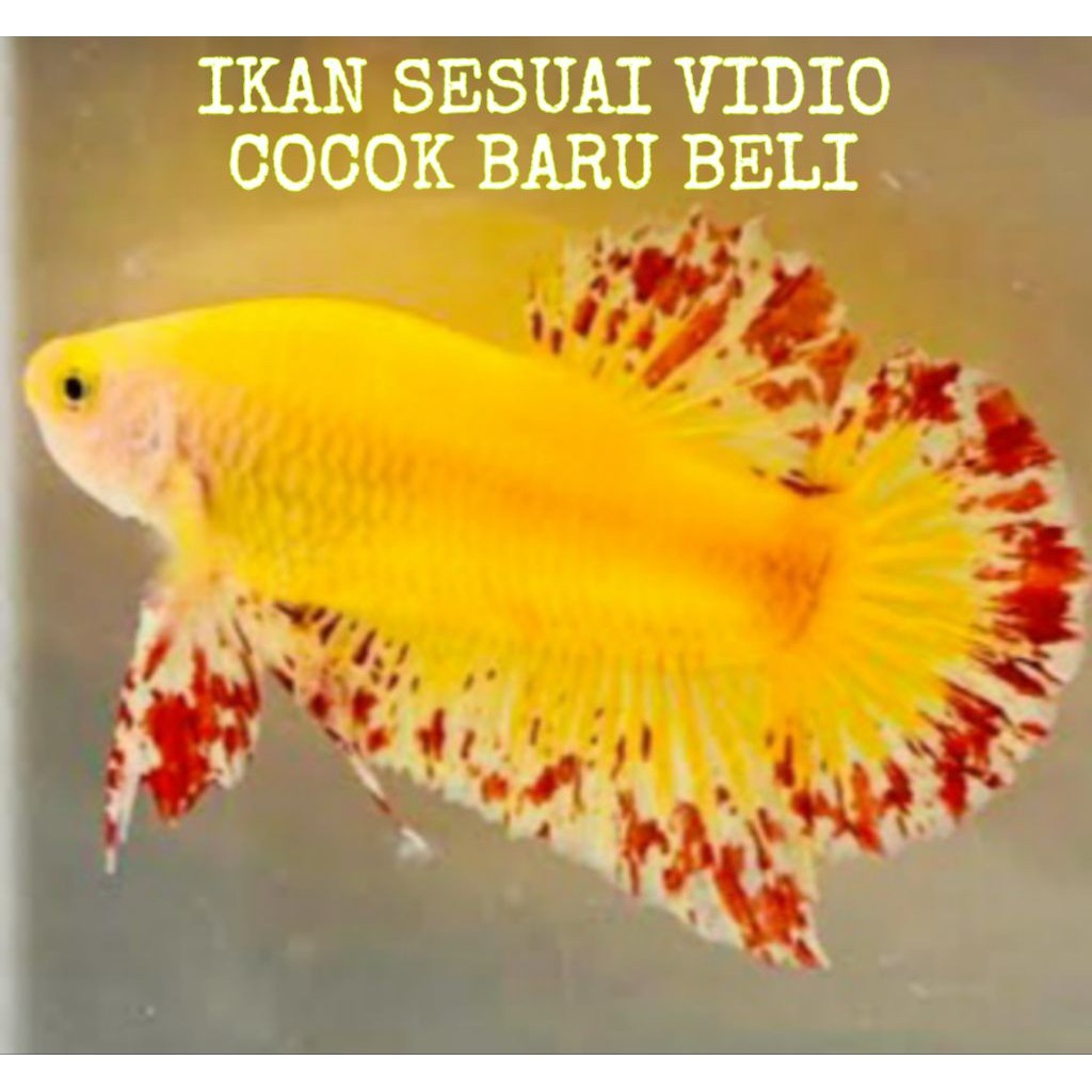 HIASAN AQUARIUM SEPASANG VVIP CUPANG YELLOW VANDA