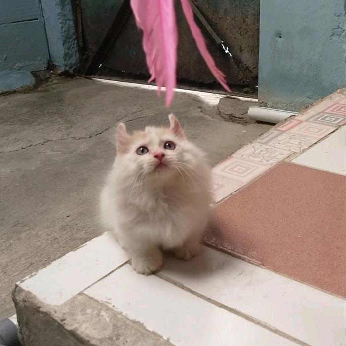 kucing munchkin longhair kinkalow/kaki pendek curly/cebol american curl