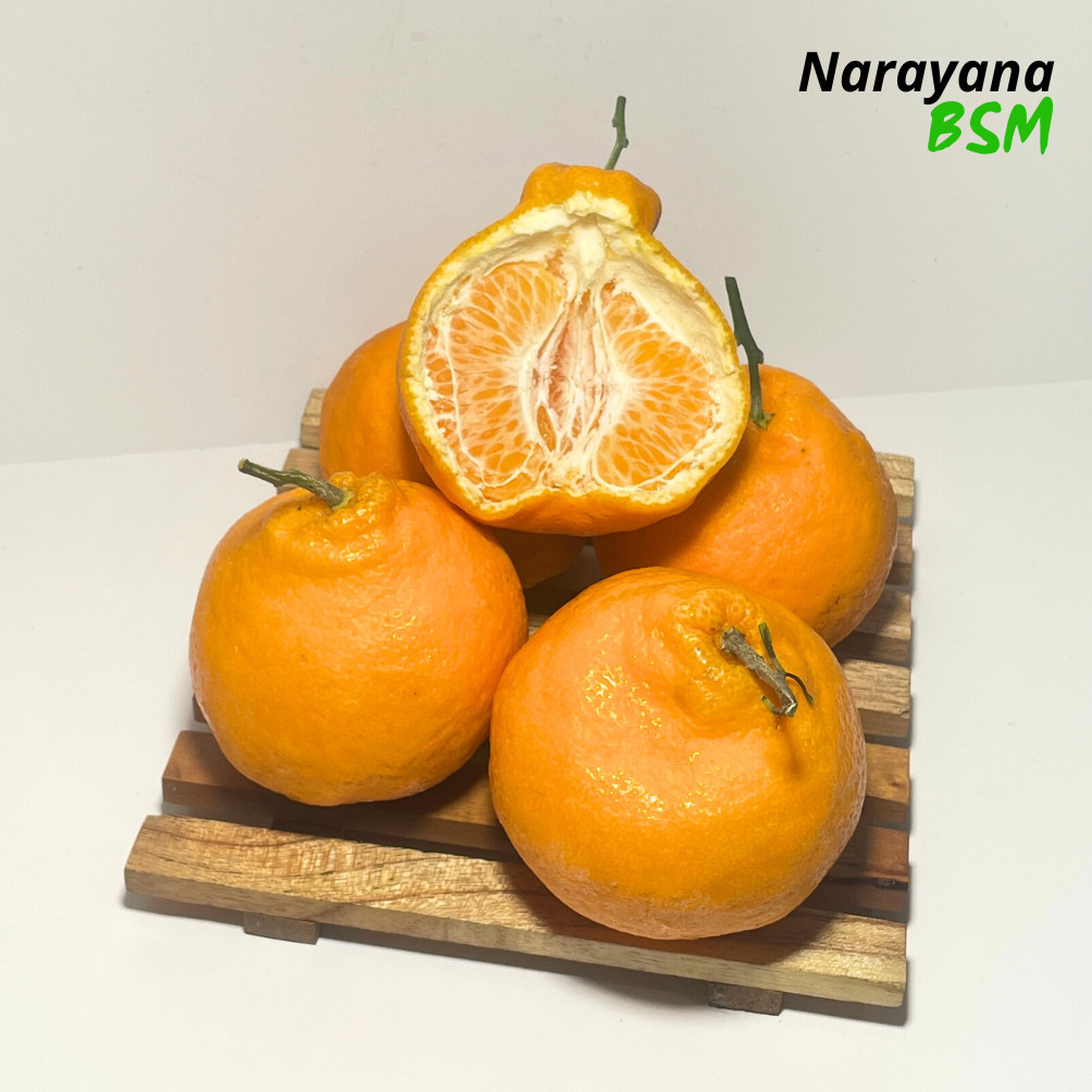 Buah Jeruk Dekopon Sumo Papagan Chun Jian Mandarin Premium