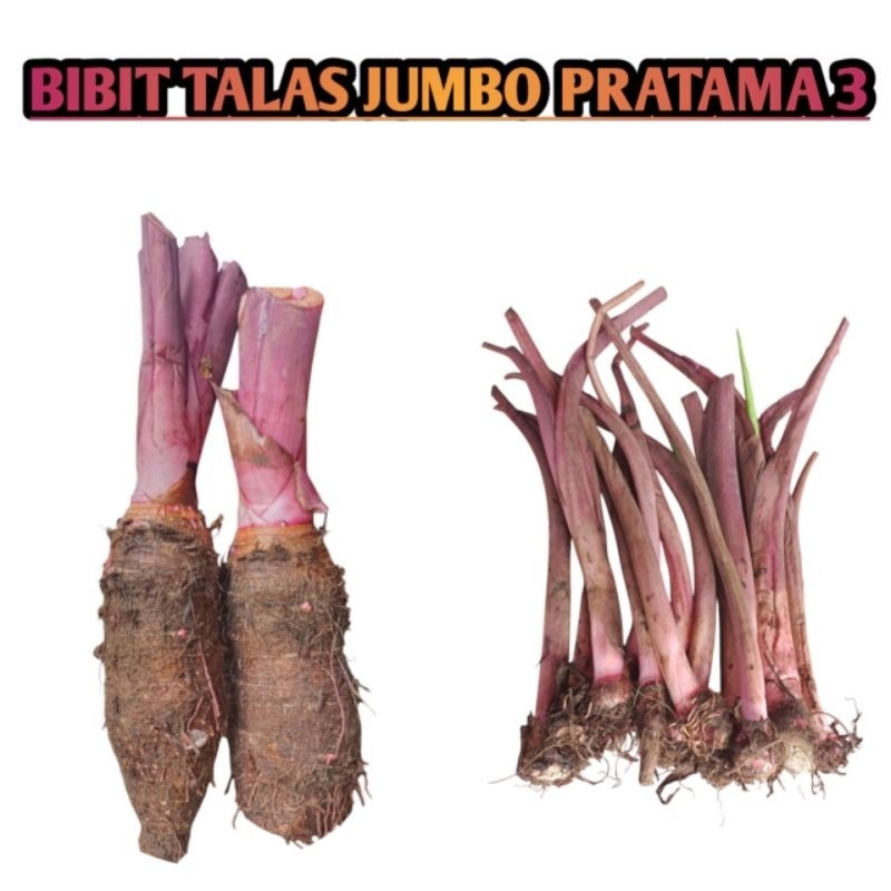 bibit talas ungu jumbo Pratama 3